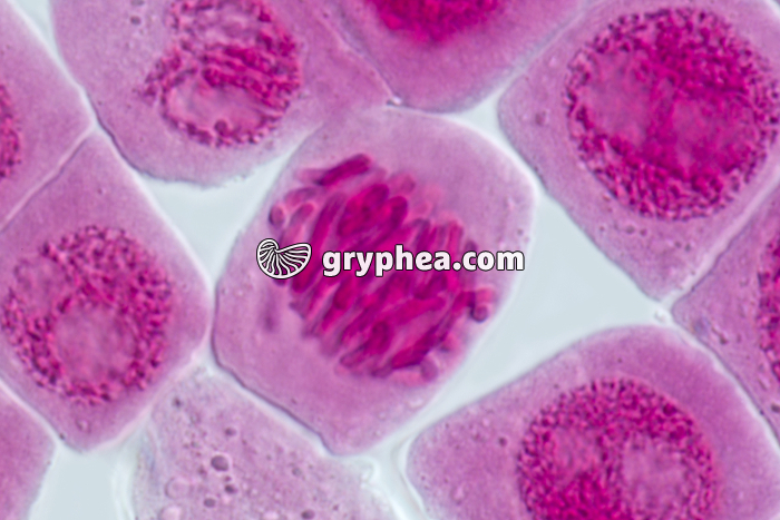 Mitose racine d'Ail DEBUT ANAPHASE x640 - gryphea.com